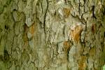 bark